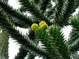 ARAUCARIA ARAUCANA IMBRICATA vaso 19cm H 25 cm conifera foto reali