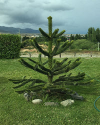 ARAUCARIA ARAUCANA IMBRICATA vaso 19cm H 25 cm conifera foto reali