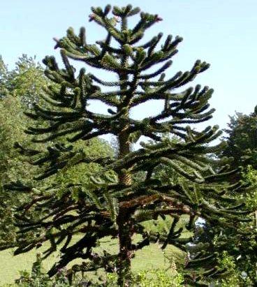ARAUCARIA ARAUCANA IMBRICATA vaso 19cm H 25 cm conifera foto reali