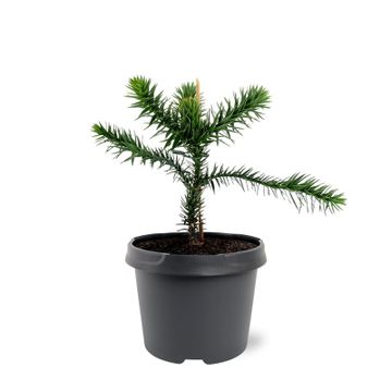ARAUCARIA ARAUCANA IMBRICATA vaso 19cm H 25 cm conifera foto reali
