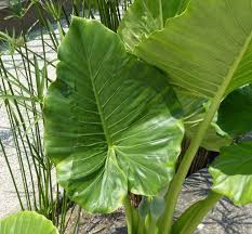 ALOCASIA MACRORRHHIZA, ORECCHIA DI ELEFANTE FOTO REALI H 100CM