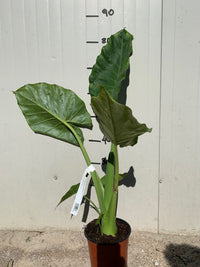 ALOCASIA MACRORRHHIZA, ORECCHIA DI ELEFANTE FOTO REALI H 100CM