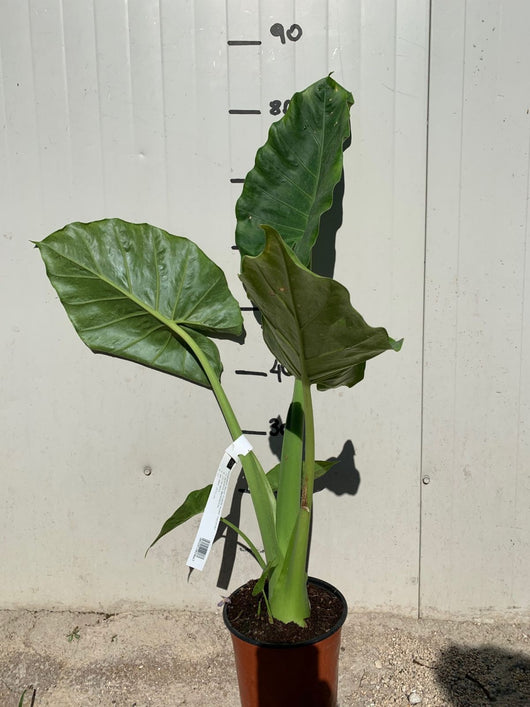 ALOCASIA MACRORRHHIZA, ORECCHIA DI ELEFANTE FOTO REALI H 100CM
