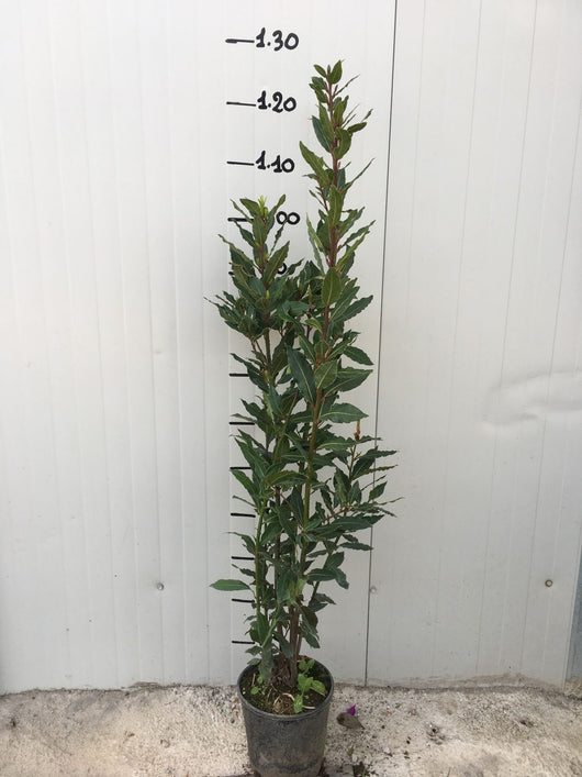 Alloro (laurus nobilis) vaso 18cm foto reali H 150cm piante per siepi