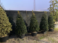 Agrifoglio "Nellie Stevens" A CONO  (Ilex Mutchagara Nellie R. Stevens)  H 180/190CM