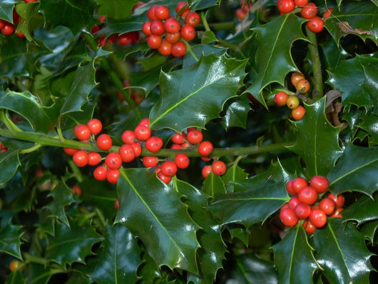 Agrifoglio "Nellie Stevens" (Ilex Mutchagara Nellie R. Stevens) vaso 18cm