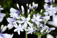 AGAPANTHUS TWISTER, AGAPANTO VASO 24CM FOTO REALI