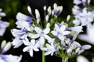 AGAPANTHUS TWISTER, AGAPANTO VASO 24CM FOTO REALI
