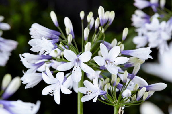 AGAPANTHUS TWISTER, AGAPANTO VASO 24CM FOTO REALI