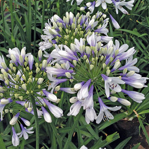 AGAPANTHUS TWISTER, AGAPANTO VASO 24CM FOTO REALI