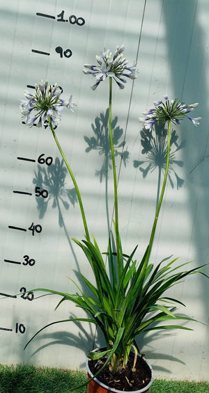 AGAPANTHUS TWISTER, AGAPANTO VASO 24CM FOTO REALI