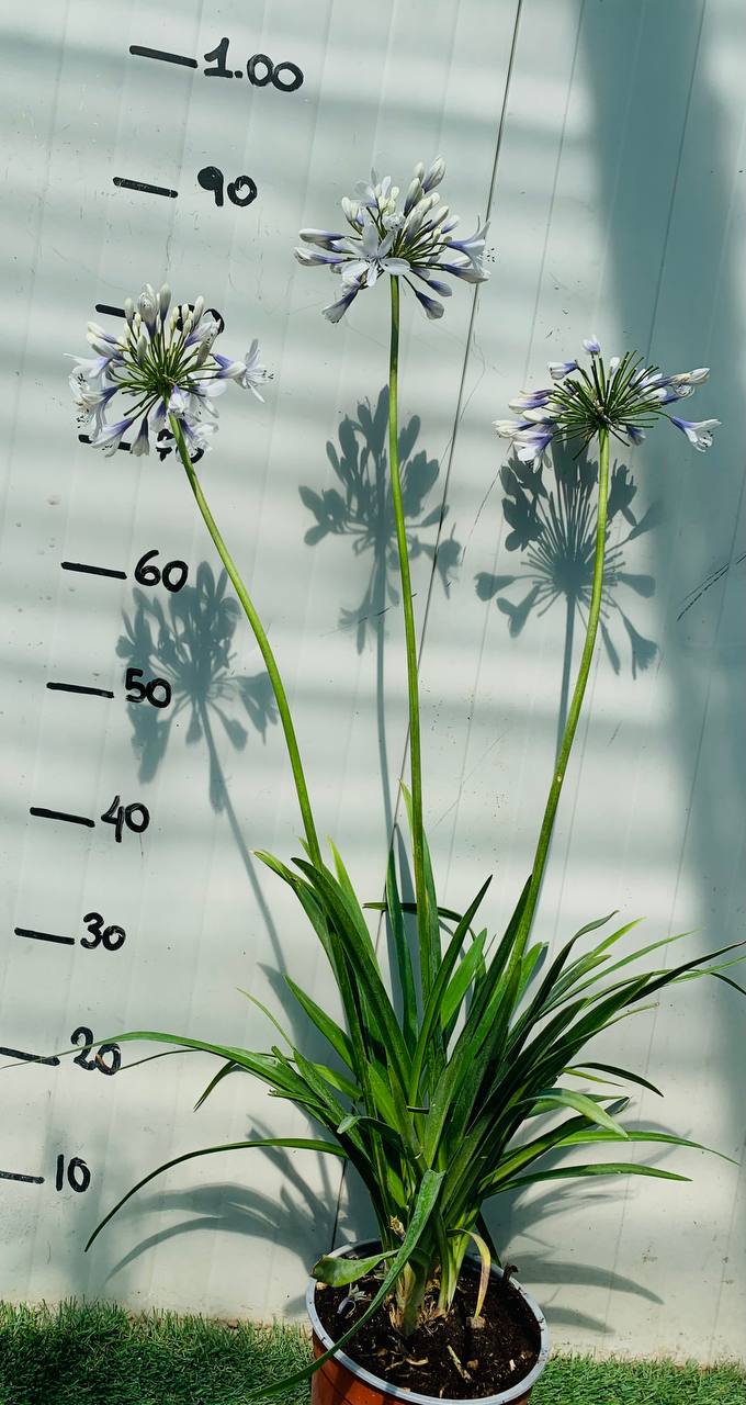 AGAPANTHUS TWISTER, AGAPANTO VASO 24CM FOTO REALI