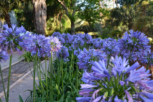 Agapanthus Africanus Azureum vaso 18cm