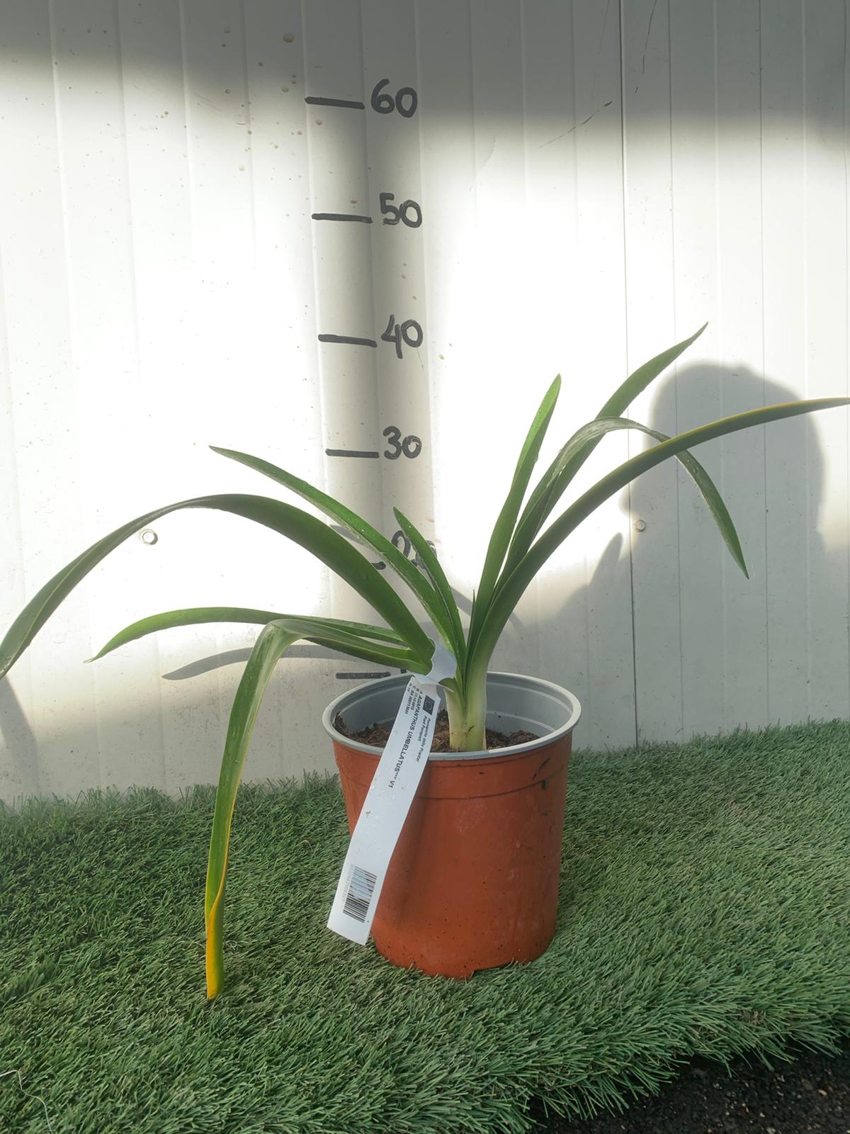Agapanthus Africanus Azureum vaso 18cm