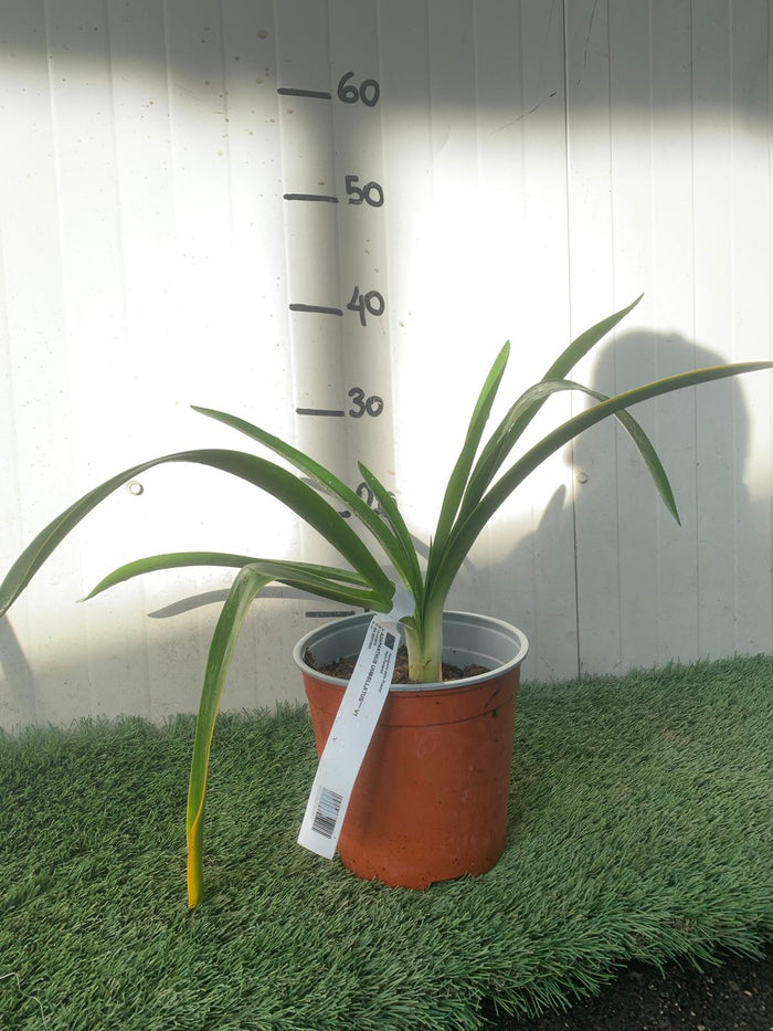 Agapanthus Africanus Azureum vaso 18cm