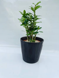 Adenium obesum rosa del deserto a fiore rosa vaso 12cm  H 40cm
