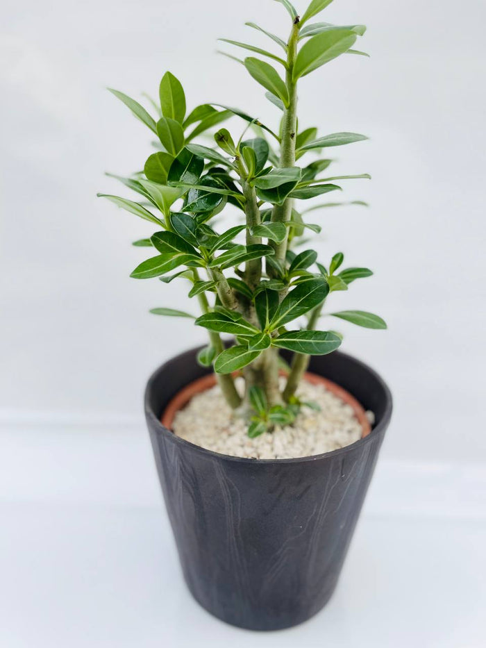 Adenium obesum rosa del deserto a fiore rosa vaso 12cm  H 40cm