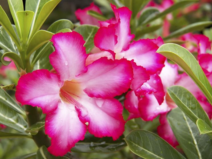 Adenium obesum rosa del deserto a fiore rosa vaso 12cm  H 40cm