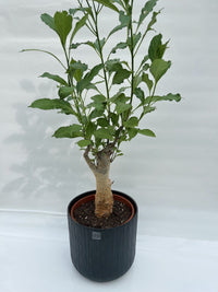 Adansonia digitata Baobab africano vaso 17cm h 50/60 cm