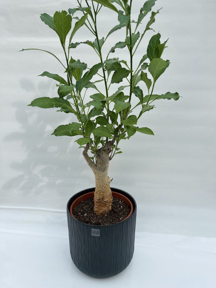 Adansonia digitata Baobab africano vaso 17cm h 50/60 cm