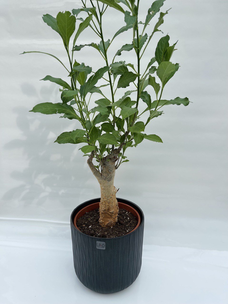 Adansonia digitata Baobab africano vaso 17cm h 50/60 cm