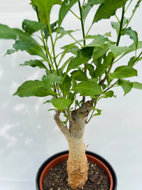 Adansonia digitata Baobab africano vaso 17cm h 50/60 cm