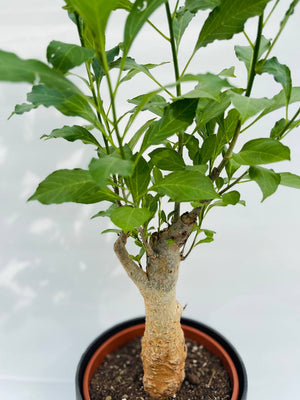 Adansonia digitata Baobab africano vaso 17cm h 50/60 cm