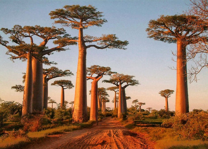 Adansonia digitata Baobab africano vaso 17cm h 50/60 cm