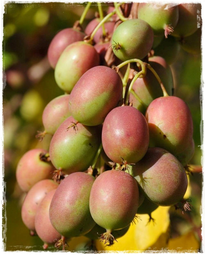 Actinidia Arguta KIWI  Missionario Chiandetti senza pelo precoce FOTO REALI H 110CM