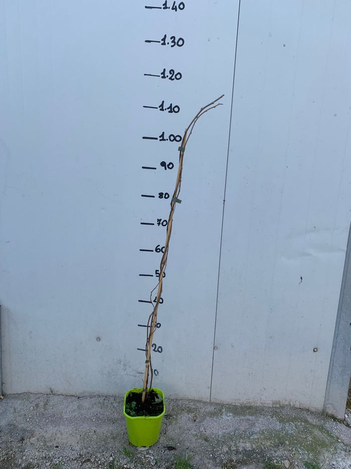 Actinidia Arguta KIWI  Missionario Chiandetti senza pelo precoce FOTO REALI H 110CM