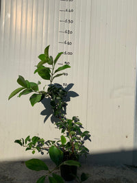 50 PIANTE VIBURNO LUCIDO (VIBURNUM LUCIDUM) vaso H 100CM  piante per siepi