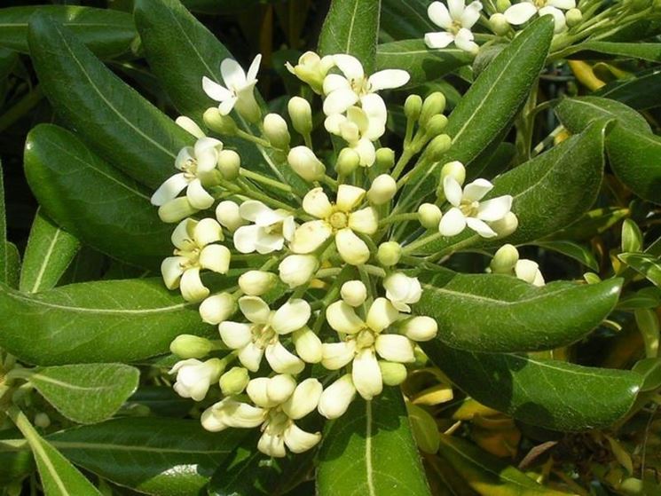 50 Piante di Pitosforo (Pittosporum Tobira) H 65cm foto reali