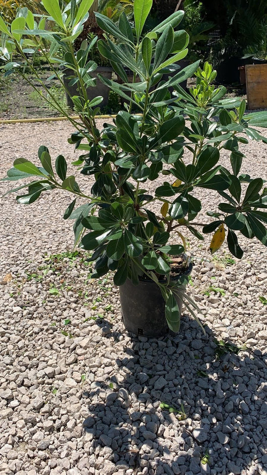 50 Piante di Pitosforo (Pittosporum Tobira) H 65cm foto reali