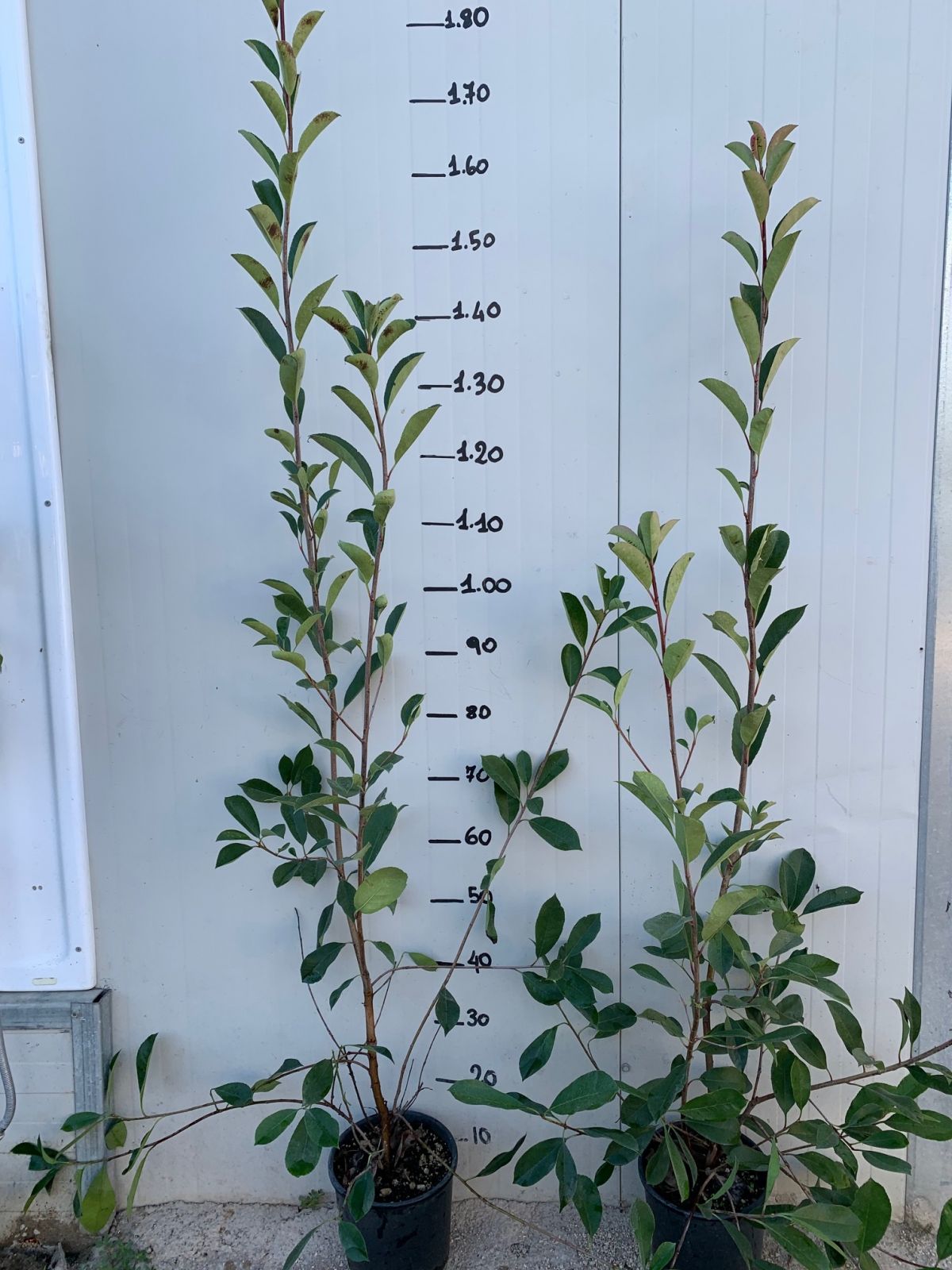 50 PIANTE DI PHOTINIA RED ROBIN H 100cm foto reali piante da siepe