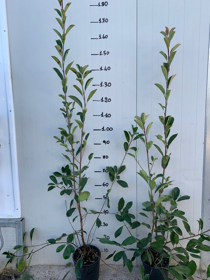 50 PIANTE DI PHOTINIA RED ROBIN H 100cm foto reali piante da siepe