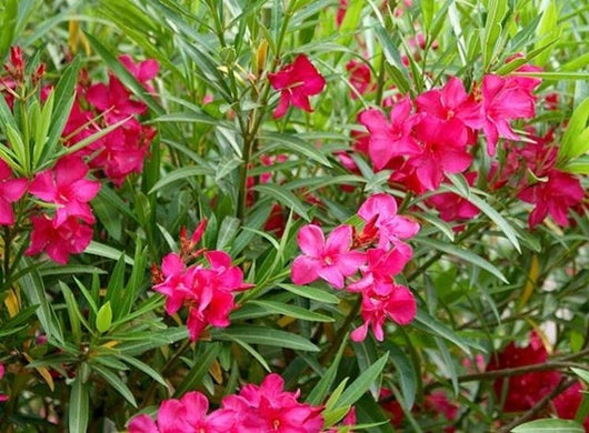 50 piante di oleandro colori assortiti  (Oleandro Nerium) h 100cm