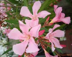 50 piante di oleandro colori assortiti  (Oleandro Nerium) h 100cm