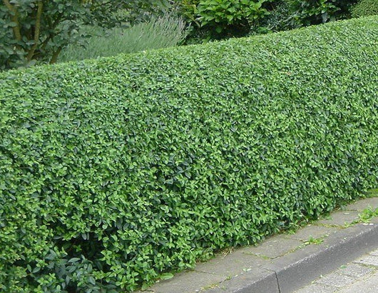 50 piante di Ligustrum ovalifolium (Ligustro)  H120cm foto reali