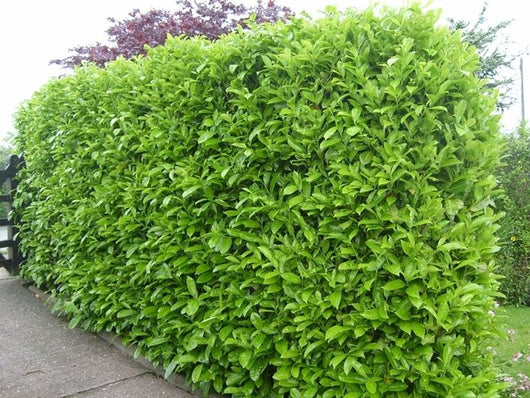 50 PIANTE DI LAURO CERASO LAUROCESASUS (LAUROCERASO) H 80CM FOTO REALI