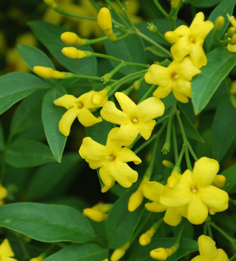 Pianta Gelsomino giallo Jasminum humile revolutum pianta rampicante H 170cm