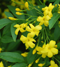 Pianta Gelsomino giallo Jasminum humile revolutum pianta rampicante H 170cm