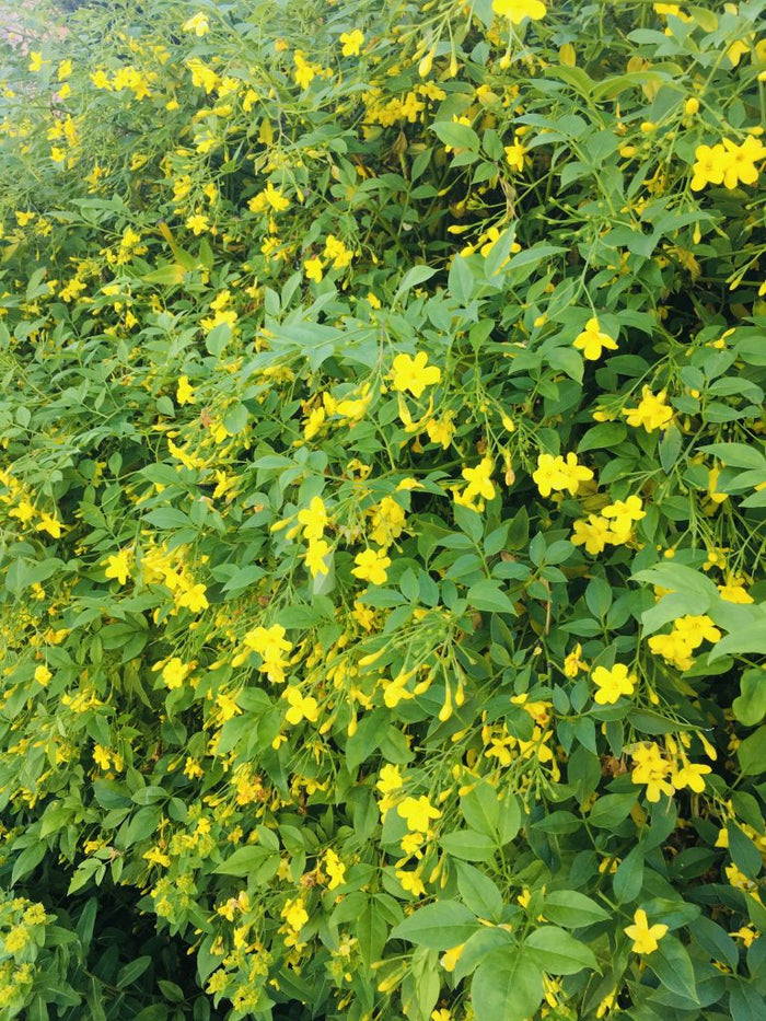 Pianta Gelsomino giallo Jasminum humile revolutum pianta rampicante H 170cm