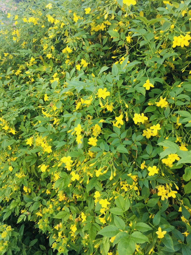 Pianta Gelsomino giallo Jasminum humile revolutum pianta rampicante H 170cm