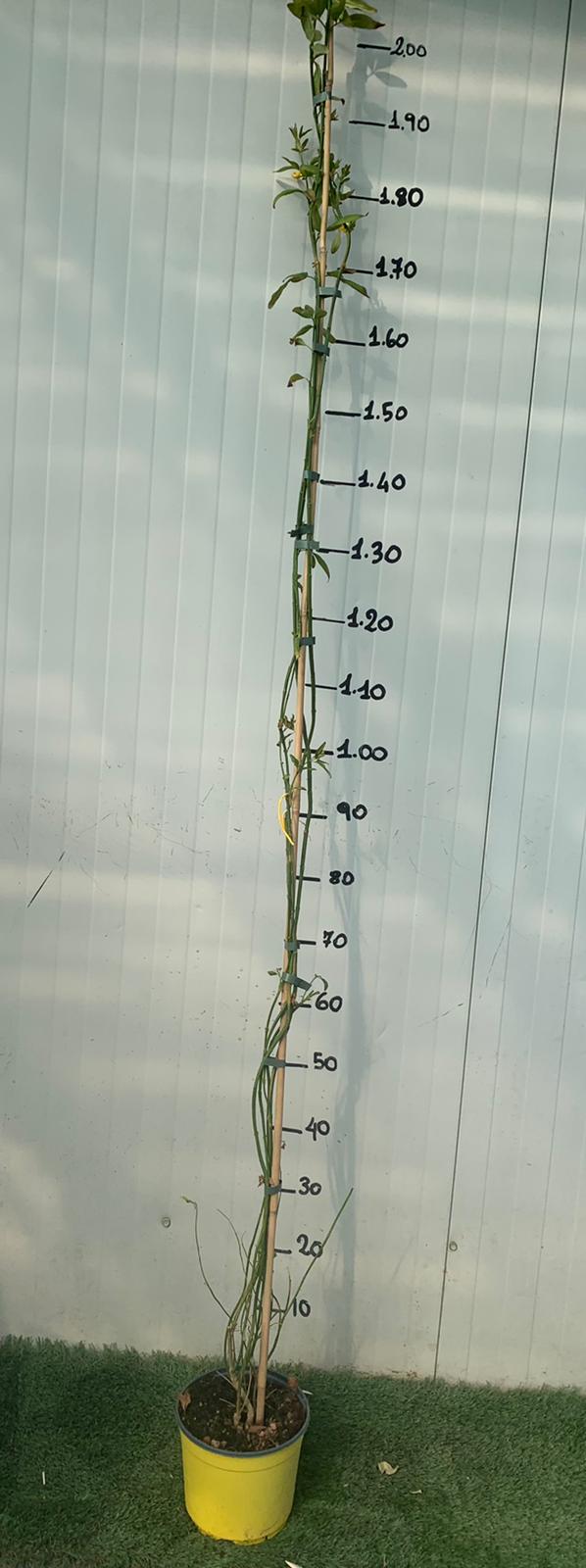 Pianta Gelsomino giallo Jasminum humile revolutum pianta rampicante H 170cm