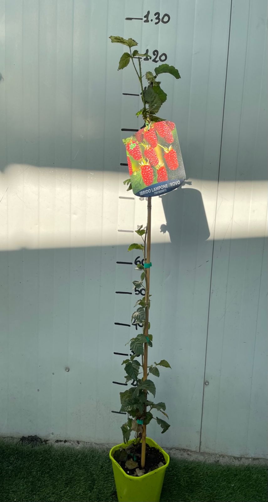 Pianta di Rubus Tayberry (Ibrido mora-lampone) vaso 18cm H 80cm