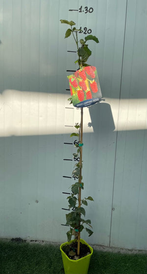 Pianta di Rubus Tayberry (Ibrido mora-lampone) vaso 18cm H 80cm