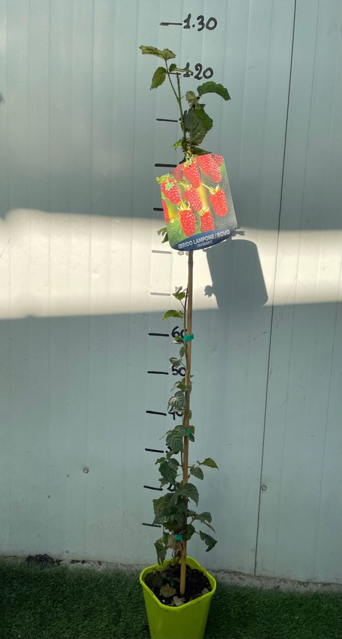 Pianta di Rubus Tayberry (Ibrido mora-lampone) vaso 18cm H 80cm