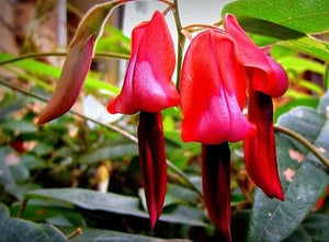 PIANTA DI KENNEDIA RUBICUNDA FOTO REALI H 100 CM