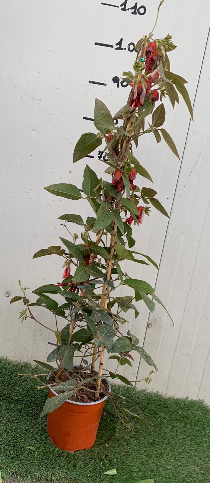 PIANTA DI KENNEDIA RUBICUNDA FOTO REALI H 100 CM