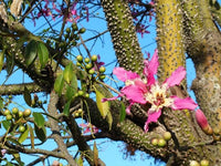 Pianta di Chorisia Speciosa, Ceiba Speciosa, albero bottiglia H 150cm